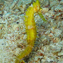 Thorny Seahorse