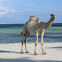 Arabian Camel