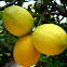 limón