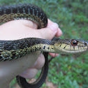 Garter Snakes