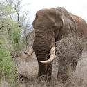 African Elephant