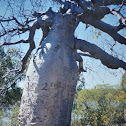 Boab Tree