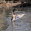 Mallard