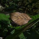 Leaf butterfly