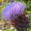 Artichoke Thistle