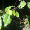 Fire cherry