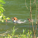 Common Merganser