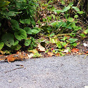 Eastern chipmunk