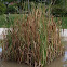 Typha latifolia. Totora, espadaña, anea o enea