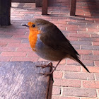 European Robin