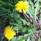 Dandelion