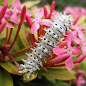 caterpillar