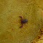 Pseudoscorpion