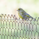 European Greenfinch, verderón