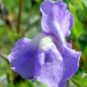 Square-stemmed Monkey Flower