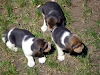 Vendo Cachorros Beagle