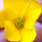 Yellow Woodsorral