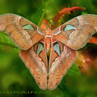 Atlas Moth