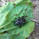 Scarab beetle