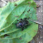 Scarab beetle