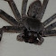 Huntsman spider