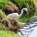 The Great Egret