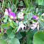 Western sweet-vetch