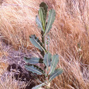 Wild Lettuce