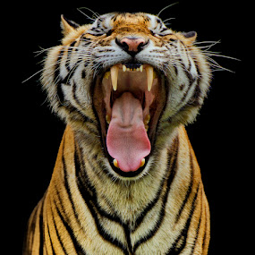 Yawning Wild by Charliemagne Unggay - Animals Lions, Tigers & Big Cats ( wild, big cats, animals, tiger, sharp teeth )
