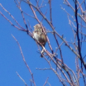 Song Sparrow