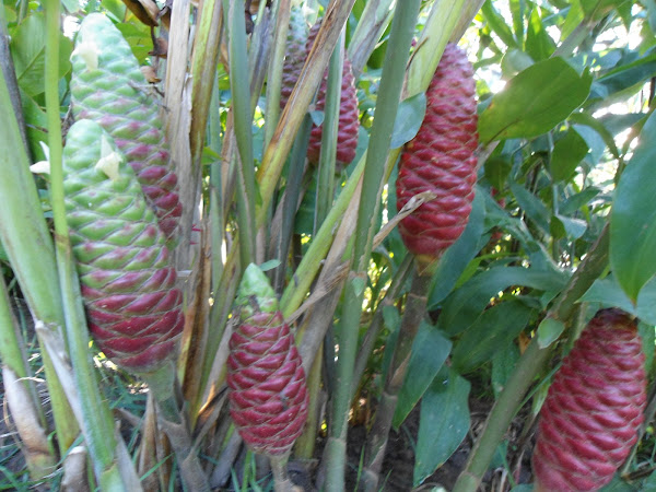 Beehive Ginger | Project Noah