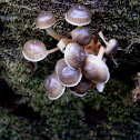 grey clumping fungi