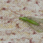 Green Lacewing