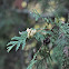 Arborvitae