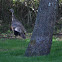 Wild Turkey