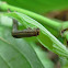 Inch-worm