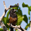 Chestnut-bellied Seed-Finch