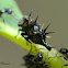 Nymph