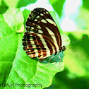 Sailor Butterfly