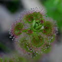 Leafy Sundew