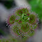 Leafy Sundew