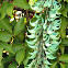 Jade Vine