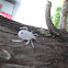 Insect