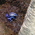 Blue Poison Dart Frog