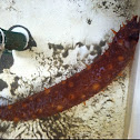 Sea cucumber