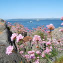 sea pink