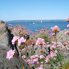 sea pink