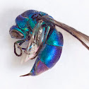 Cuckoo wasp