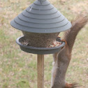 Red squirrel