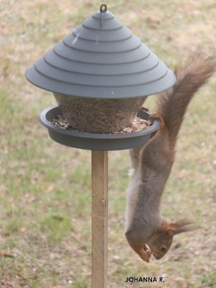 Spotting Image 1